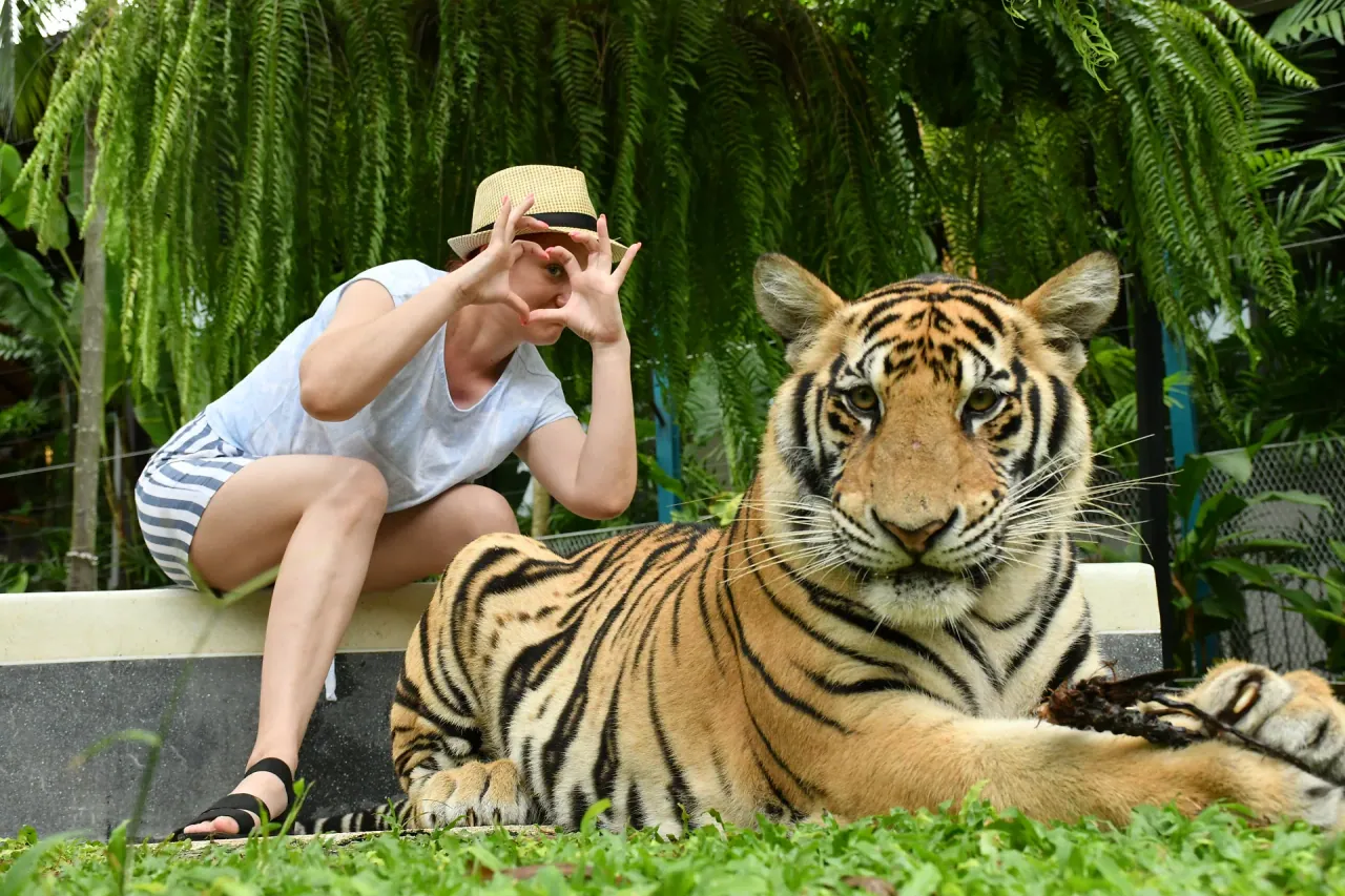 Un visiteur faisant un signe de cœur derrière un tigre au repos sous des fougères dans un parc animalier de Phuket